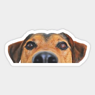Peek a boo doggy Sticker